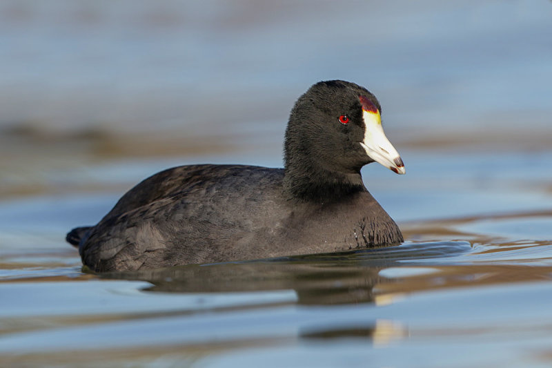 American Coot