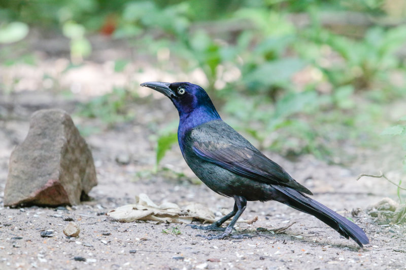 Common Grackle
