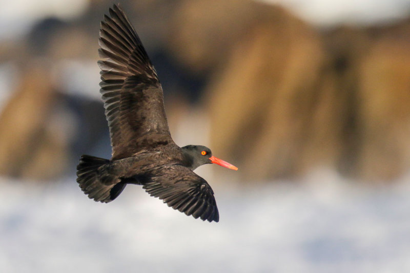 Black Oystercatcher