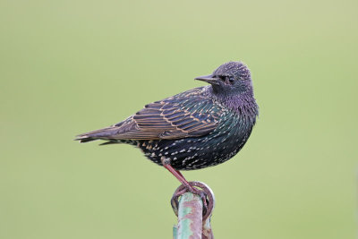 European Starling