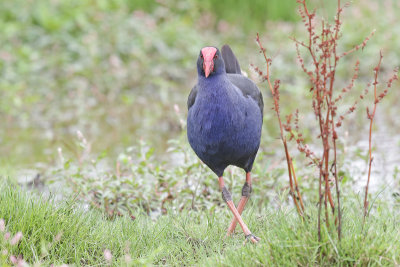 Australasian Swamphen/Pukeko