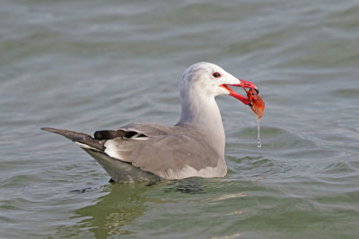 Heermann's Gull