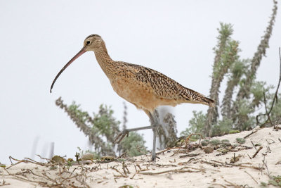 Long-billed Curlew