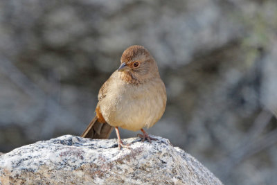 California Towhee