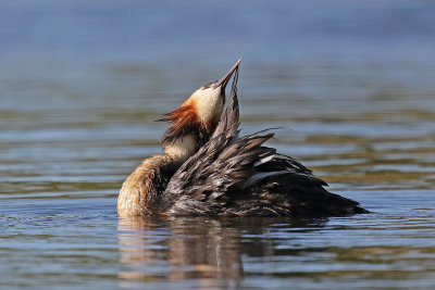 Australasian Crested Grebe