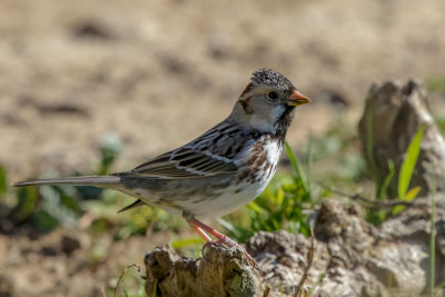 Harris's Sparrow