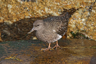 Black Turnstone