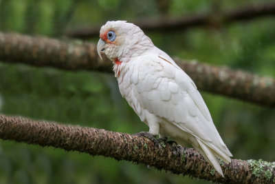 Long-billed Corella