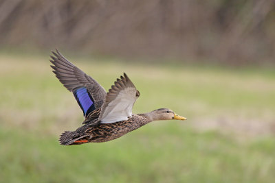 Mottled Duck