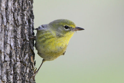 Pine Warbler