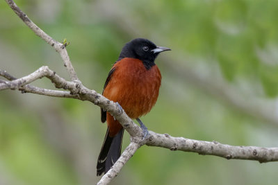 Orchard Oriole