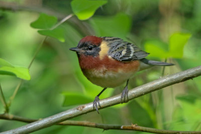 Bay-breasted Warbler