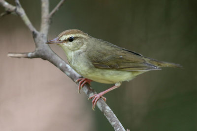 Swainson's Warbler