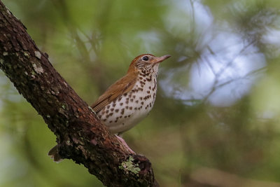 Wood Thrush