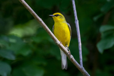 Blue-winged Warbler