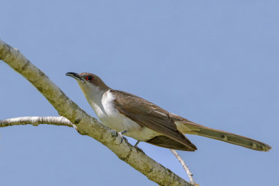 Black-billed Cuckoo