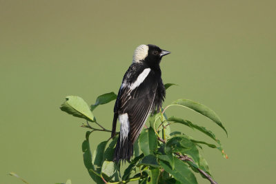 Bobolink