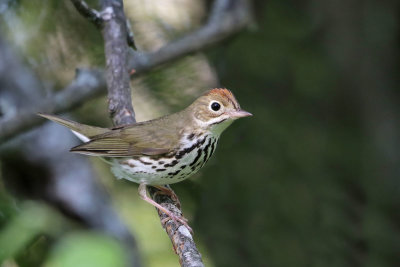 Ovenbird