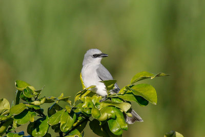 White-bellied Cuckooshrike