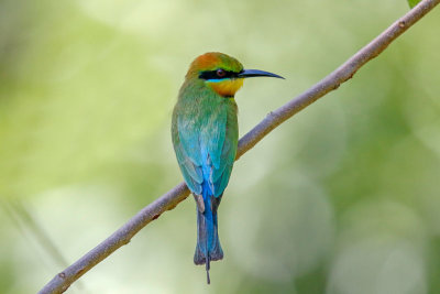 Rainbow Bee-eater