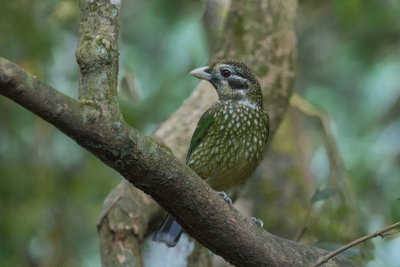 Spotted Catbird