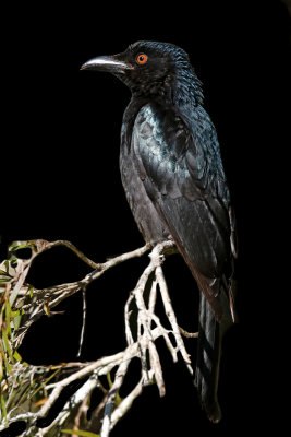 Spangled Drongo
