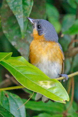 Spectacled Monarch