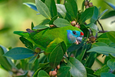 Double-eyed Fig-Parrot