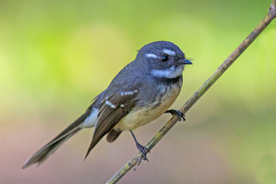 Gray-Fantail