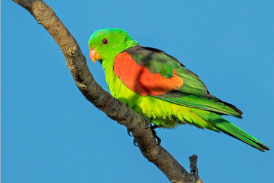 Red-winged Parrot