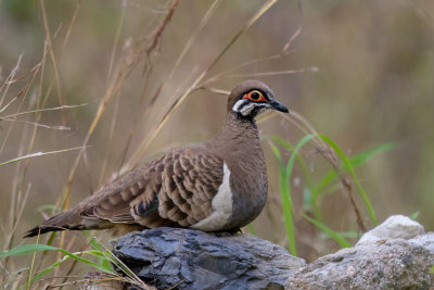 Squatter Pigeon