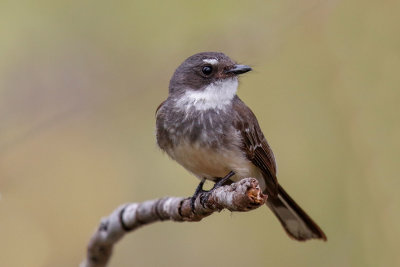 Northern Fantail