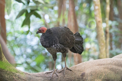 Australian Brushturkey