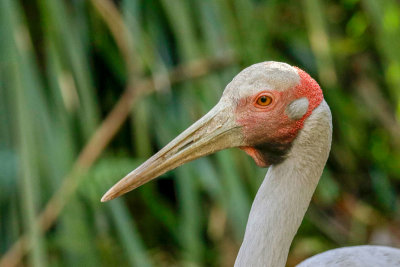 Brolga Crane