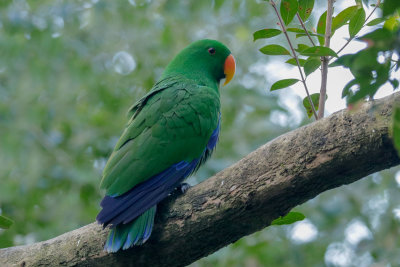 Eclectus Parrot
