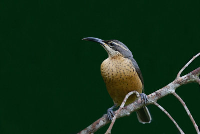 Victoria's Riflebird