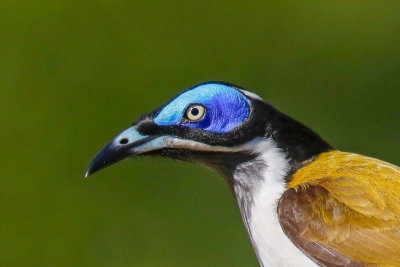 Blue-faced Honeyeater