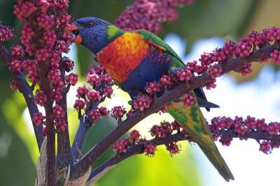 Rainbow Lorikeet