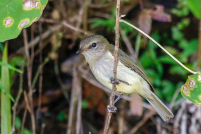 Gray Whistler