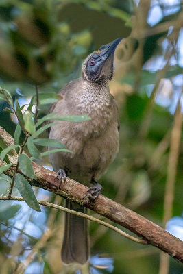 Helmeted Friarbird