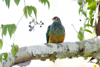 Rose-Crowned Fruit-dove