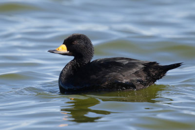 Black Scoter