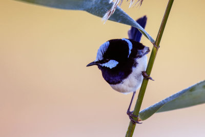 Superb Fairy-wren