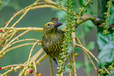 Australasian Yellow Oriole