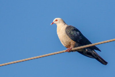 White-headed Pigeon