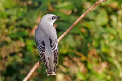 White-bellied Cuckooshrike