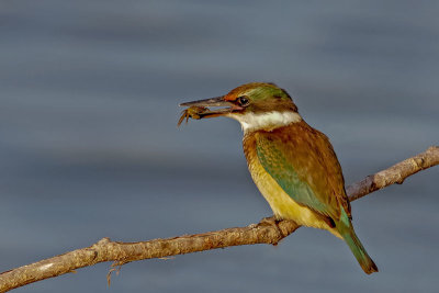 New Zealand/Sacred Kingfisher