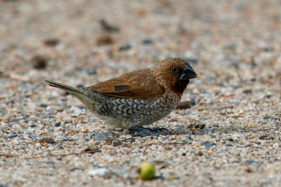 Scaly-breasted munia