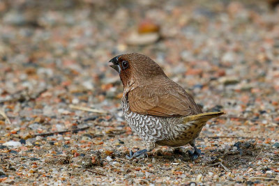 Scaly-breasted munia