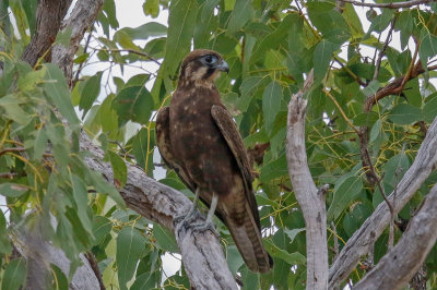 Brown Falcon